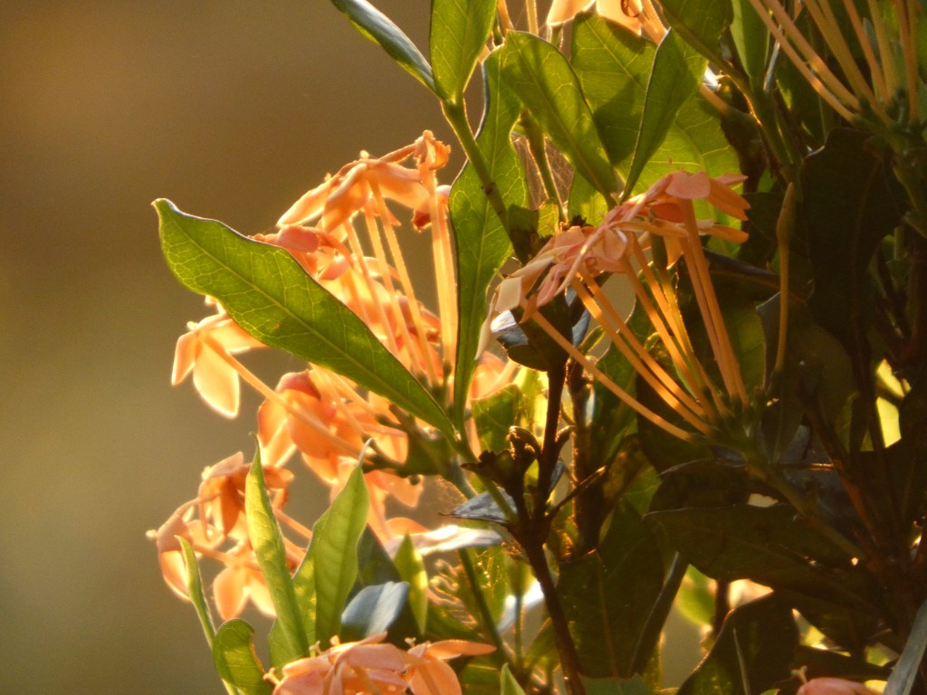 Flower in sunshine