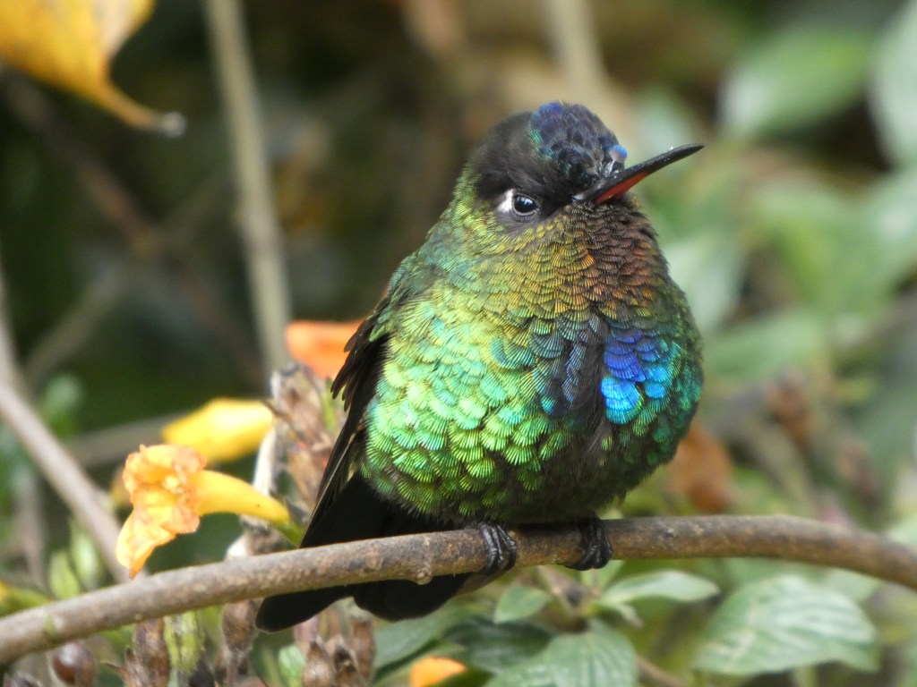 A hummingbird