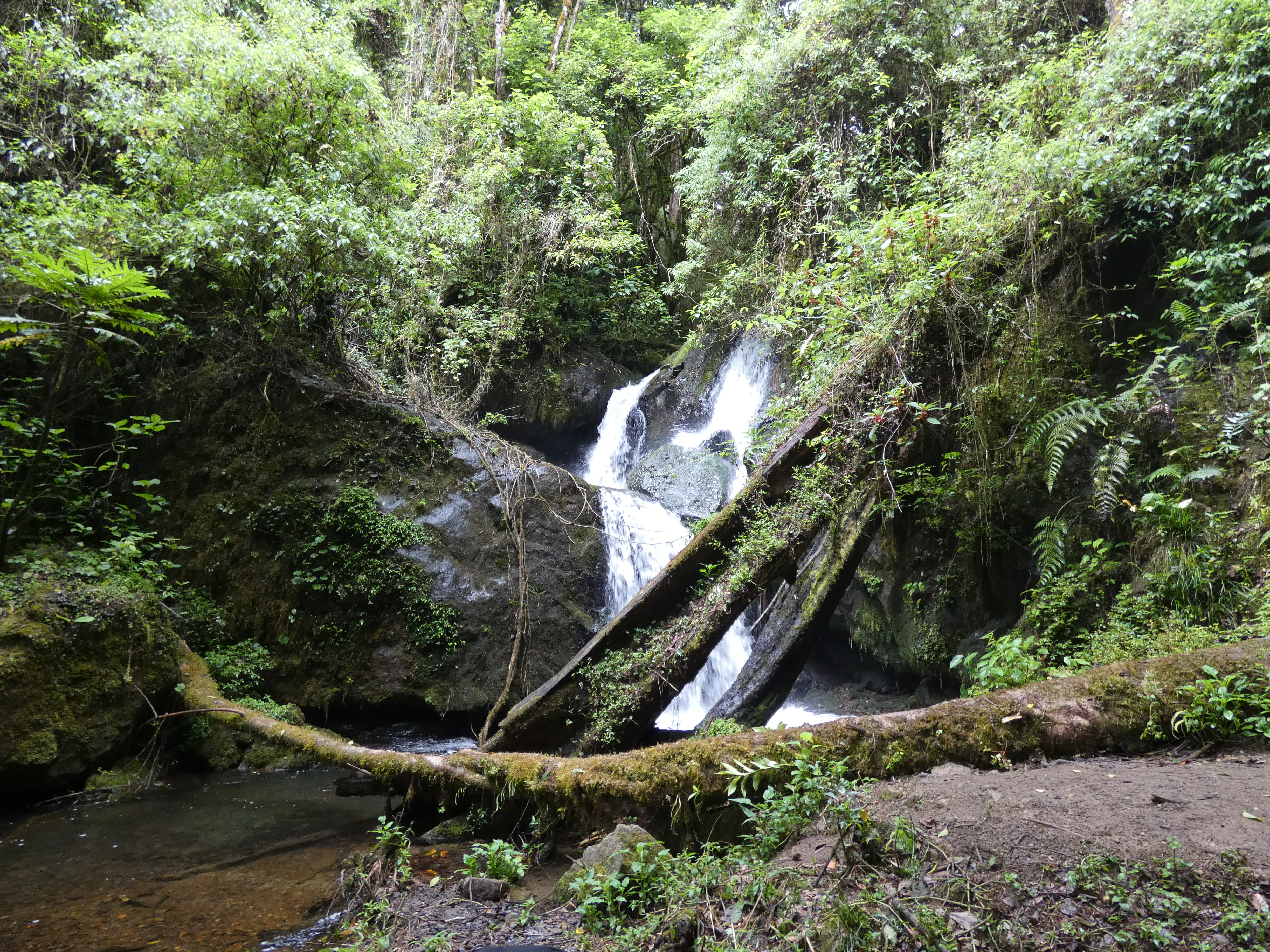 Waterfall in Forest
